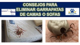 ¿GARRAPATAS EN CAMAS O MUEBLES COMO ELIMINARLAS [upl. by Galan]