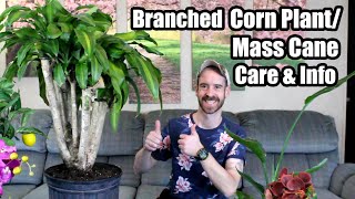 Branched Corn PlantMass Cane Care amp Info [upl. by Milli703]