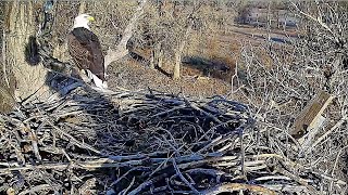 Pa is waiting for Ma as he leaves a piece of meat for her Fort St Vrain Eagles 秃鹰 2024 11 14 [upl. by Dutch]