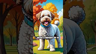 The Comedic Lagotto Romagnolo [upl. by Lenora]