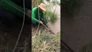 Pari Air Tawar mancing mancingliar sungai ikan bawal ikanpatin gurame ikanmas pari toman [upl. by Sonaj]