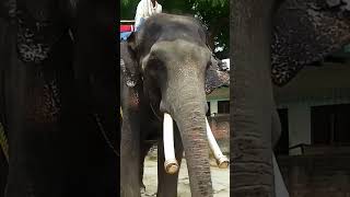 haathi mere Saathi song [upl. by Dixil]