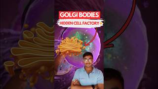 ⚡GOLGI BODIES The Hidden Cell Factory You’ve NEVER Heard Of  NEET Biology Class 11th [upl. by Faunie462]