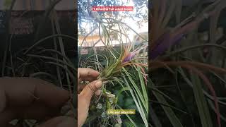 Tillandsia Ionantha tall velvet blooming airplant airplantcare garden [upl. by Naloj]