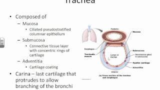 AampPII Chapter 22 Respiratory System part 1 anatomy [upl. by Nishom]