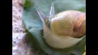 Leucochloridium paradoxum  Parasitic worms in snail [upl. by Aihsyla524]