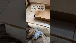 Burrito’s bed comes with a new toy 😻👉click for full video [upl. by Nolan]