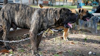 Boerboels charged up at Appraisal 2024 [upl. by Othilia123]