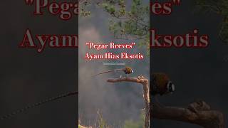 Reeves Pheasant faktaunik faktamenarikhewan [upl. by Savdeep251]