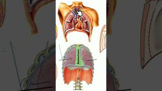 Le médiastin anatomy medecine science anatomie medicalstudent [upl. by Xino]