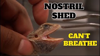 Cleaning Of Bearded Dragons Nostril  Taking out Shed [upl. by Kearney]