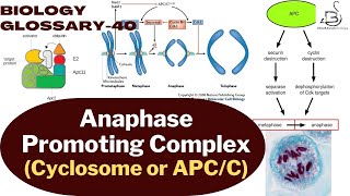 ANAPHASE PROMOTING COMPLEX  APCC  cell cycle  biology glossary [upl. by Stephi465]