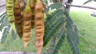 Albizia julibrissin seed pods  arborele de matase mimosa  Persian Silk Tree HD 04 [upl. by Lose]