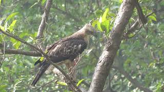 MVI 0195 Changeable Hawk Eagle Dehradun Rajaji 161124 morn [upl. by Rose]