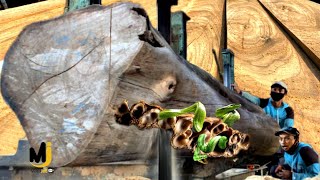 Deadly and Unexpected Surprise When Sawing Teak Wood at the Sawmill [upl. by Houser712]