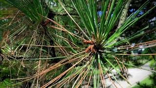 Brown amp Dying Pine Needles It Could Be Dothistroma Needle Blight  Arbor Experts Dayton Ohio [upl. by Brander113]