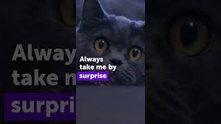 How To Help Your Cat Terrified of Fireworks  Fast Calm Spray cat fireworks [upl. by Bal]