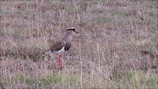 Crowned Lapwings alarm calls [upl. by Netniuq]