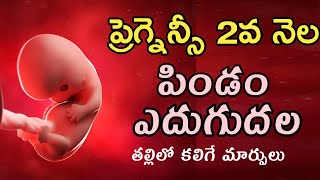 ప్రెగ్నన్సీ 2వ నెల  pregnancy 2nd month  baby growth  1st trimester [upl. by Tammie137]