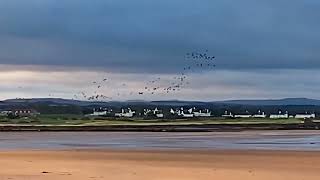 Pink footed geese banking in the sunlight [upl. by Marilyn]