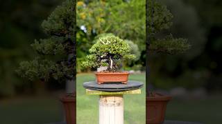 Juniperus Procumbens Nana Shohin Bonsai 🌿😍☀️ bonsai i [upl. by Pacifa]