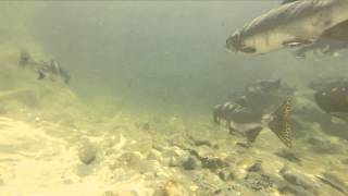 GoPro Fishing the Chehalis River in BC [upl. by Eire]