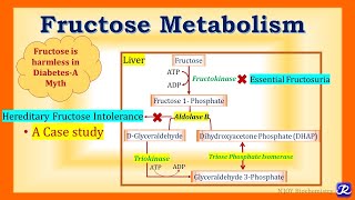 20 Fructose Metabolism amp Associated Disorders  Carbohydrates Metabolism  Biochemistry [upl. by Peer]