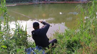 متعه صيد السمك tilapia hunting fishing [upl. by Aliuqaj483]