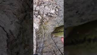 Largemouth Bass at Sasamat lake Belcarra BC [upl. by Merissa]