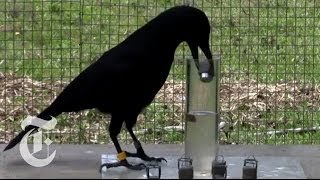 How Smart Are Crows  ScienceTake  The New York Times [upl. by Rosella]