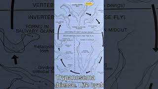 Trypanosoma gambiense Life cycle [upl. by Arima]