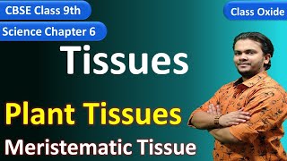 Meristematic tissue  Plant tissues  CBSE Class 9 science chapter 6  NCERT Activity 61 [upl. by Donna]