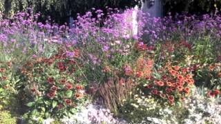 Verbena bonariensis [upl. by Ashwell]