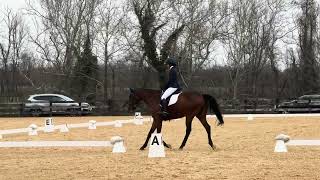 Morven Park Dressage 2024  Junior Training [upl. by Ahsenik]