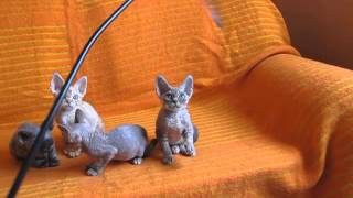 devon rex kittens Rococo Style cattery [upl. by Idnir]