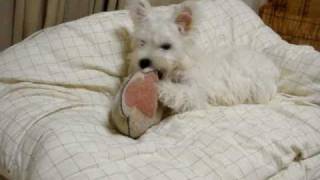 westie puppy 3monthold 遊び盛りのウェスティ子犬（３ヶ月） [upl. by Selda730]