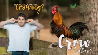 Cockerels Roosters can you stop them from crowing Should I use a crow collar Raising chickens [upl. by Trebled]