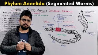 Phylum Annelida  Segmented Worms [upl. by Ahsitruc92]