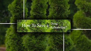 5 Potential Methods To Save Dying Arborvitae [upl. by Htehpaj]