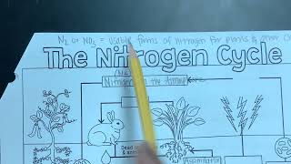 Nitrogen cycle [upl. by Ellary]