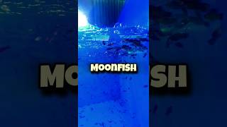 MoonFish fish fishing aqurium platy pets [upl. by Jaal]