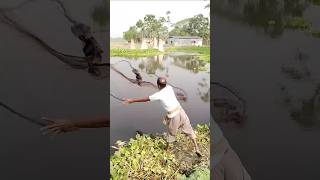 Village fish catching video😱 shorts fish [upl. by Arlina]