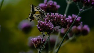 VERVAIN VERBENA OFFICINALIS IN NORSE FOLK MEDICINE WITCHCRAFT AND SHAMANISM [upl. by Port]