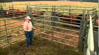 Stockmanship  Working Cattle Through Your Facility C2C [upl. by Hernando652]