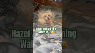 She just loves the wake up callsHazel Ann♥️🐾 dogsofyoutube furkids adorabledog doggie [upl. by Scheider]