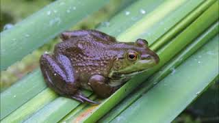 2 Hours Relaxing Big Bullfrogs croaking and singing together in wetland swamp Meditation sounds [upl. by Ellesig]