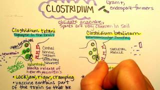 Clostridium botulinum Botulism [upl. by Skiest]