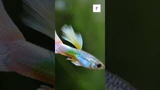 The Fascinating History of Guppies And Why They Matter [upl. by Ahsieuqal512]