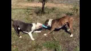 amstaff vs bandog [upl. by Vivyanne]