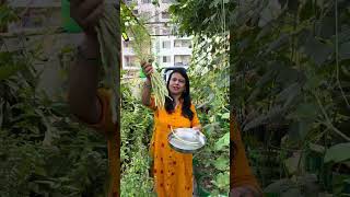 Harvested cowpea brinjal okra growing in terrace garden [upl. by Enelrats976]